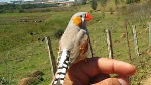 Jak zkrotit amadin k ruce